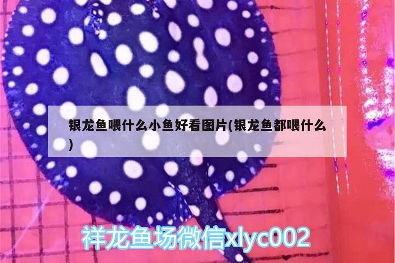 銀龍魚喂什么小魚好看圖片(銀龍魚都喂什么) 銀龍魚喂什么小魚好看圖片(銀龍魚都喂什么) 銀龍魚百科