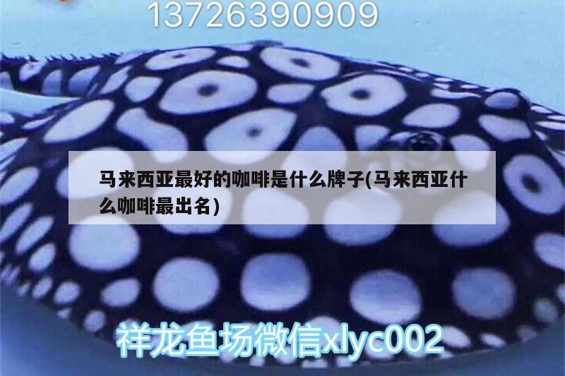 馬來(lái)西亞最好的咖啡是什么牌子(馬來(lái)西亞什么咖啡最出名)