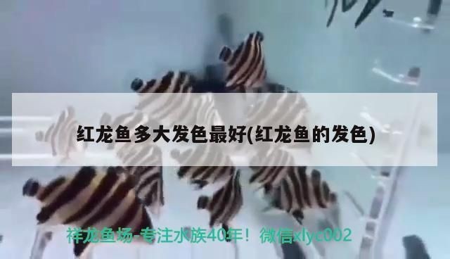 紅龍魚一般多大開始發色好了：紅龍魚發色影響因素全面解析紅龍魚發色停滯期應對策略
