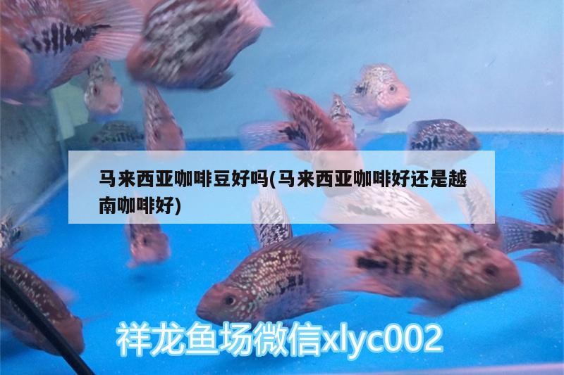 馬來西亞咖啡豆好嗎(馬來西亞咖啡好還是越南咖啡好)