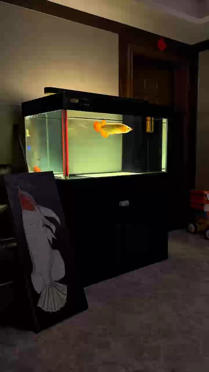 養魚怎么舒服怎么來