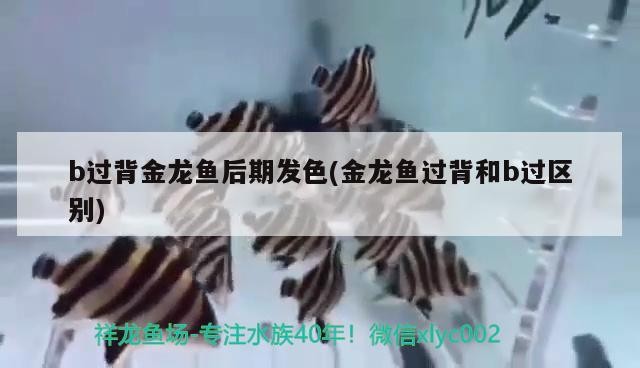 b過背金龍魚后期發色(金龍魚過背和b過區別)
