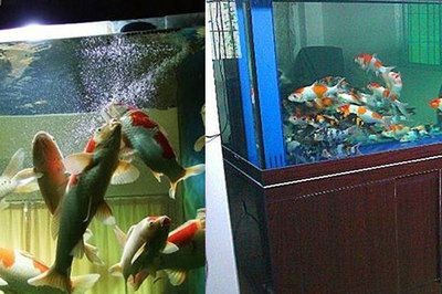 60公分的魚缸可以養幾條錦鯉：60公分長的魚缸可以養多少條 60公分的魚缸可以養幾條錦鯉：60公分長的魚缸可以養多少條 魚缸百科 第3張