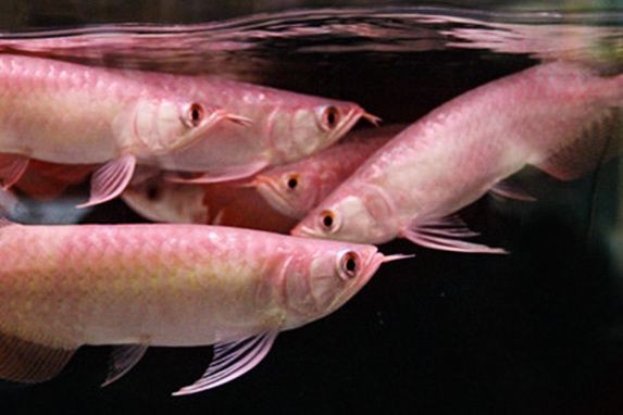 龍魚(yú)不進(jìn)食怎么辦？vs祥龍魚(yú)場(chǎng)：如何判斷龍魚(yú)是否健康