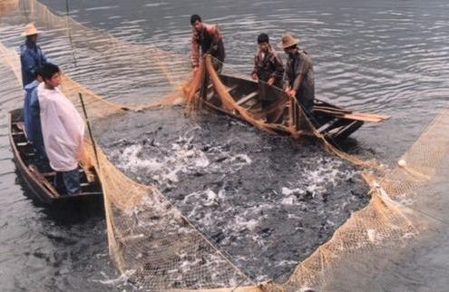 龍魚(yú)不進(jìn)食怎么辦？vs祥龍魚(yú)場(chǎng)：如何判斷龍魚(yú)是否健康