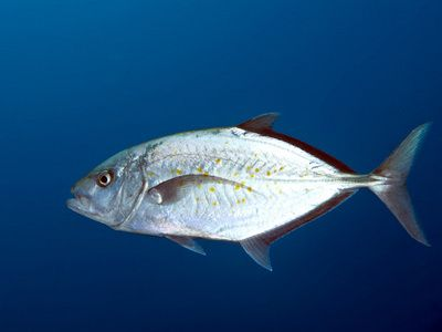魟魚的壽命是多少：一般的魟魚壽命在25-30年之間，但最長的可以達到80年左右