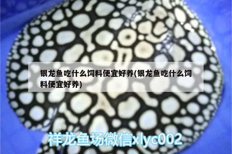 銀龍魚吃什么飼料便宜好養(銀龍魚吃什么飼料便宜好養)