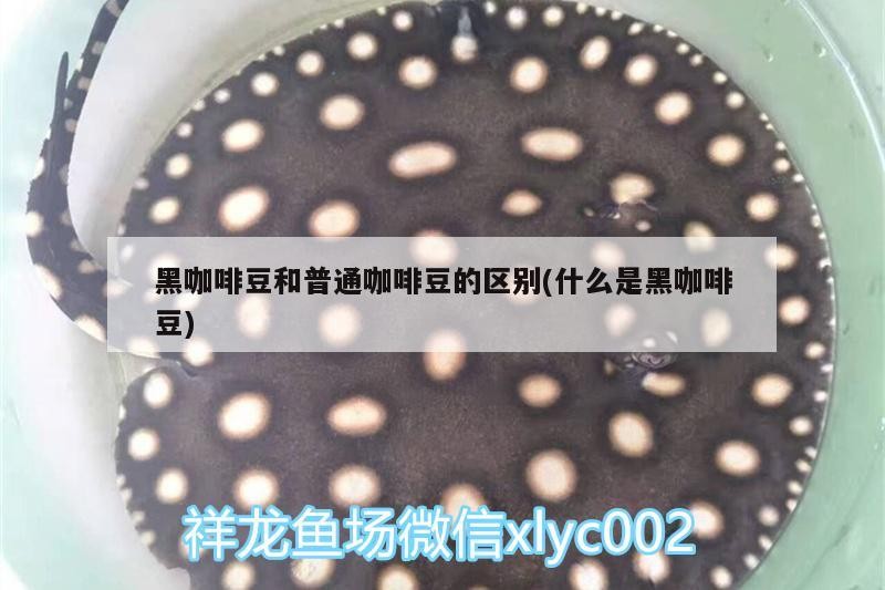 黑咖啡豆和普通咖啡豆的區別(什么是黑咖啡豆)
