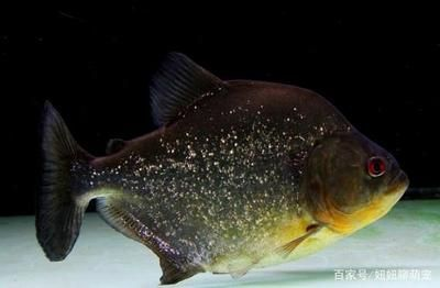 虎魚咬虎魚:虎魚是一種具有強烈攻擊性的魚類
