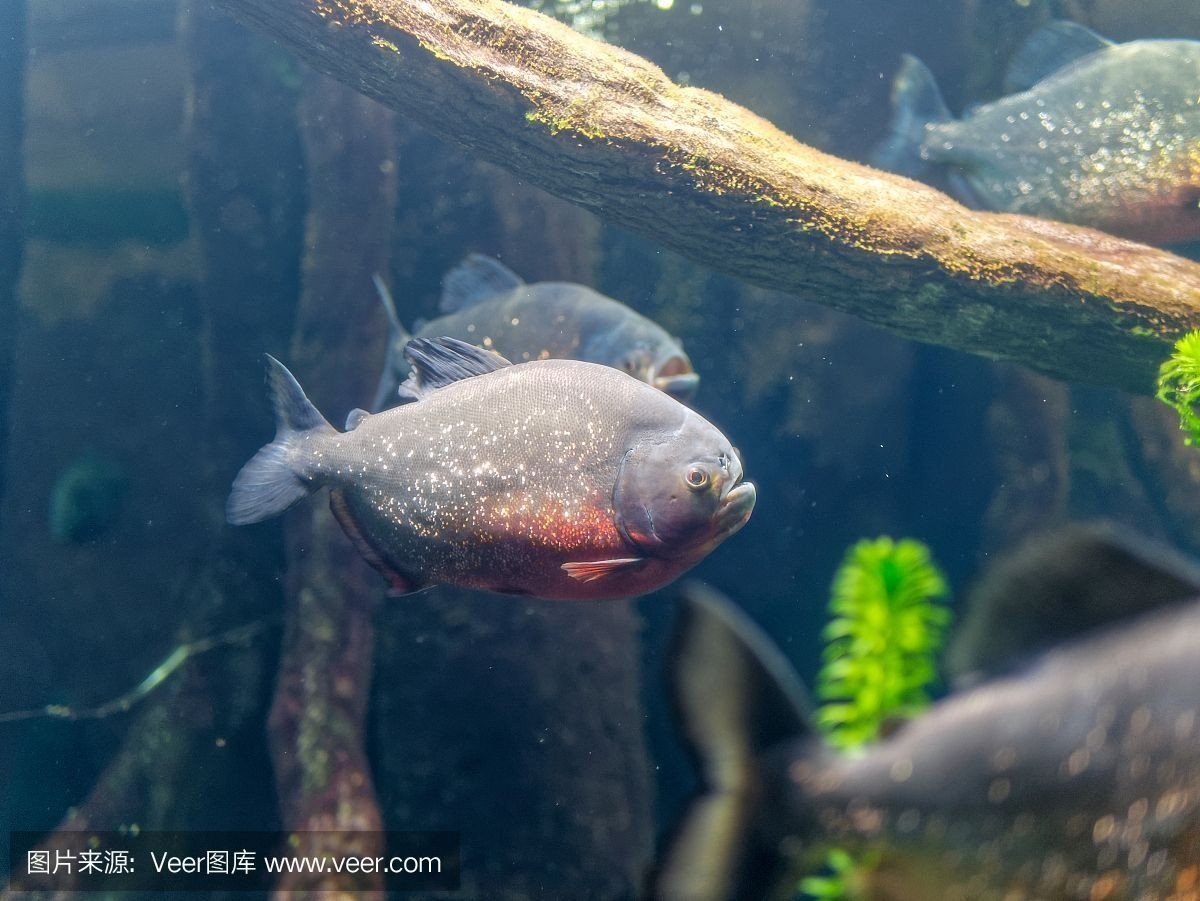 虎魚咬虎魚：虎魚是一種具有強烈攻擊性的魚類