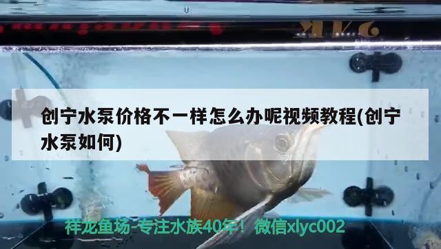 創寧水泵價格不一樣怎么辦呢視頻教程(創寧水泵如何)