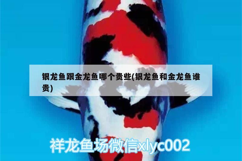 銀龍魚跟金龍魚哪個貴些(銀龍魚和金龍魚誰貴)