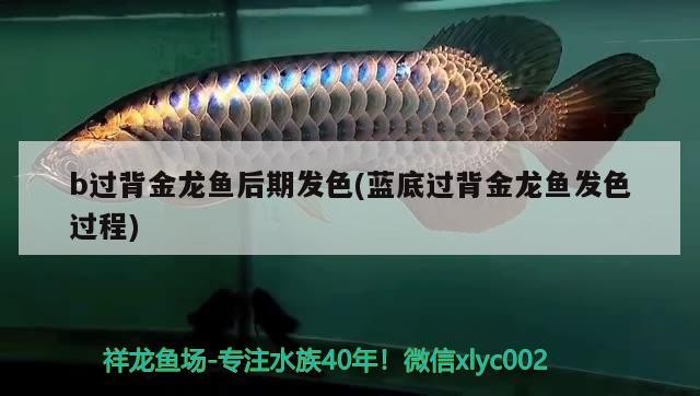 b過背金龍魚后期發色(藍底過背金龍魚發色過程)