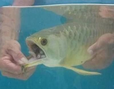 金龍魚不吃飼料怎么辦：金龍魚不吃飼料可能由多種因素引起，金龍魚飼料選擇指南