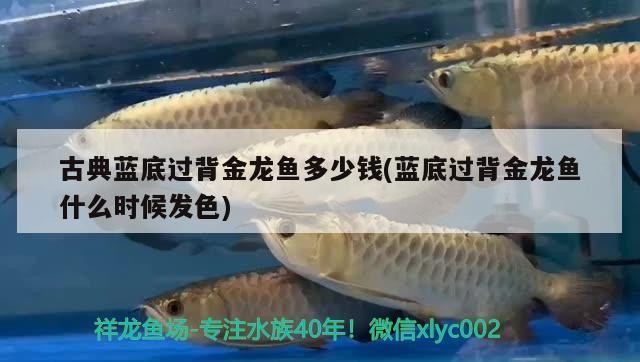 古典藍(lán)底過背金龍魚多少錢(藍(lán)底過背金龍魚什么時候發(fā)色)