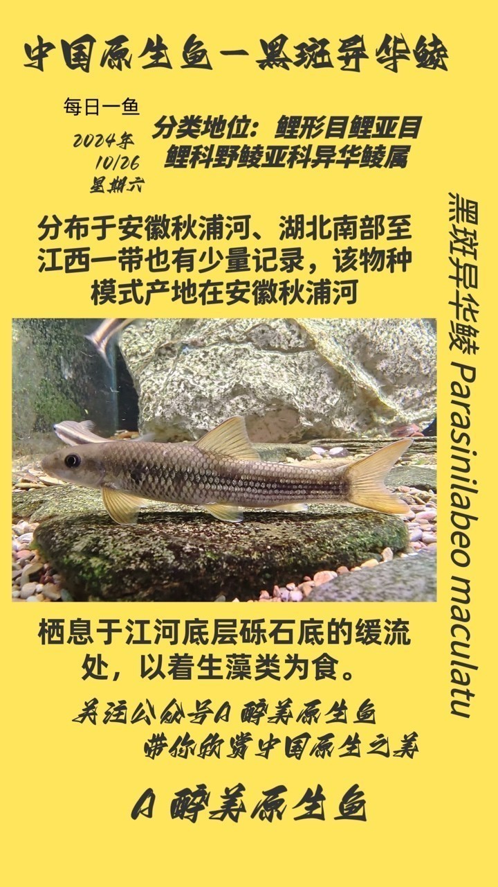 黑斑異華鯪