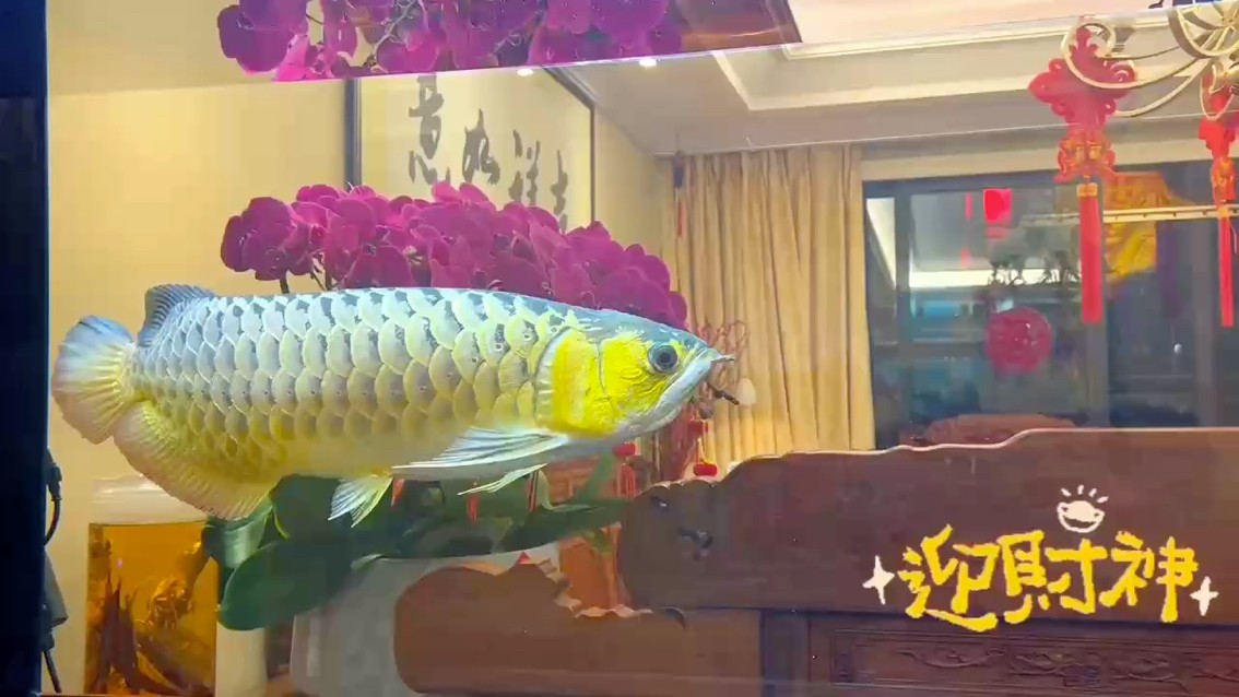 家里的大寶貝！！十二歲咯！