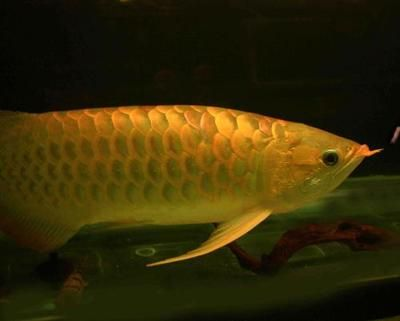 最好看的金龍魚是什么魚啊（金頭過背金龍魚是品相最好的金龍魚金頭過背金龍魚）