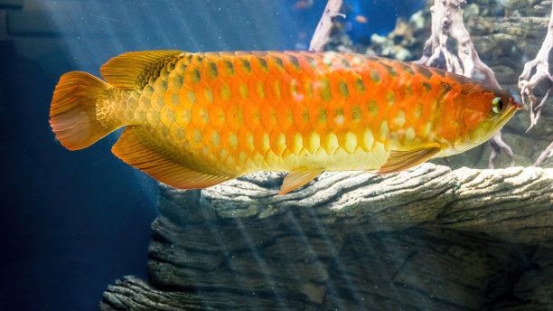 最好看的金龍魚是什么魚啊（金頭過背金龍魚是品相最好的金龍魚金頭過背金龍魚）