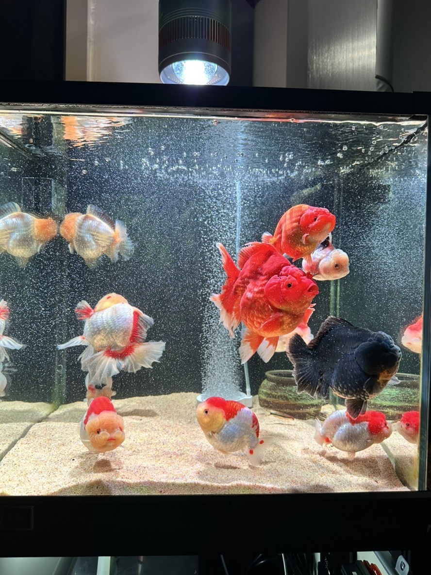 新缸沒到