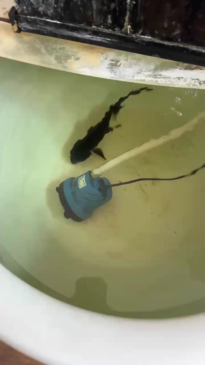 一條
