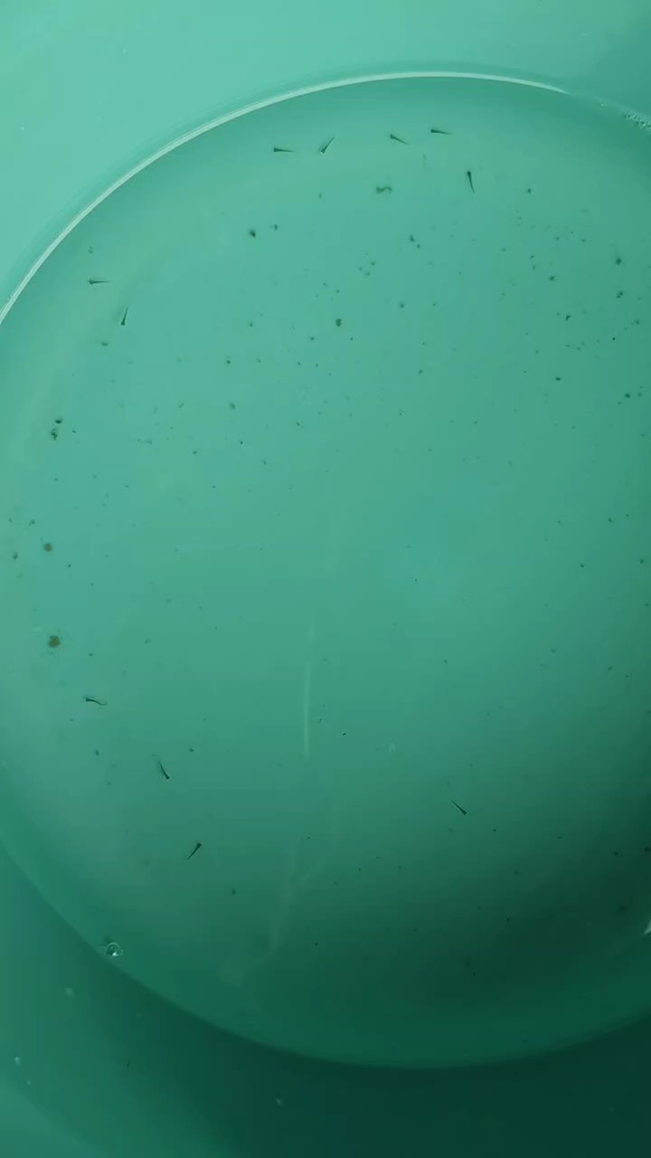 秋天了，居然有條金魚甩籽，最后從魚缸里撈到這么幾條小不點。。。