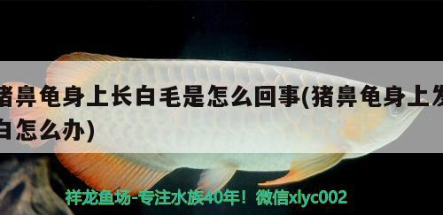 豬鼻龜身上長白毛是怎么回事(豬鼻龜身上發白怎么辦)