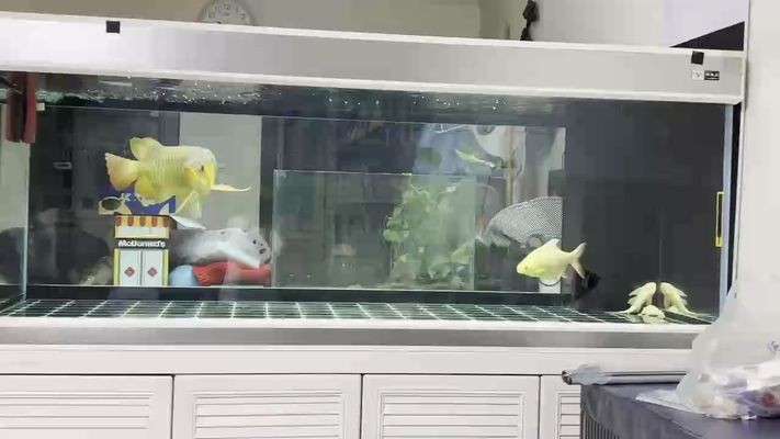 龍魚吃白條嗎vs祥龍魚場：祥龍魚場可以食用白條魚的，而祥龍魚場的評價如何