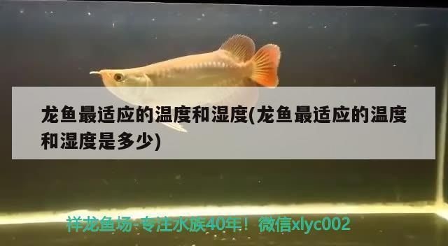 龍魚缸最佳溫度和濕度多少合適vs祥龍魚場：龍魚缸最佳溫度和濕度條件，