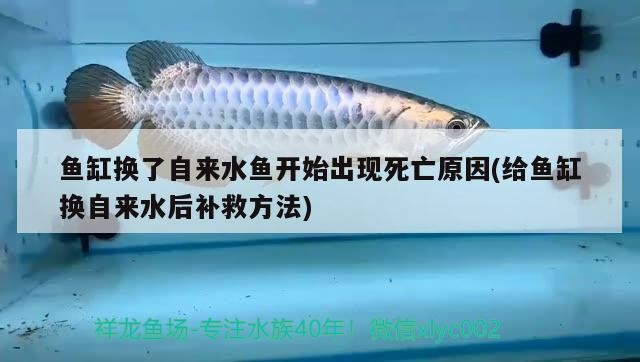 魚缸換了自來水魚開始出現(xiàn)死亡原因(給魚缸換自來水后補(bǔ)救方法)