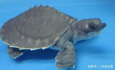 賣(mài)豬鼻龜需要辦什么證：豬鼻龜養(yǎng)殖許可證出售時(shí)需要遵守10年以前飼養(yǎng)的證件