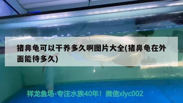 豬鼻龜可以干養多久啊圖片大全(豬鼻龜在外面能待多久)