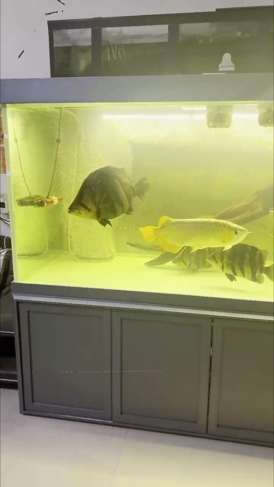 60+公分蘇虎， 60+公分蘇虎， 龍魚論壇