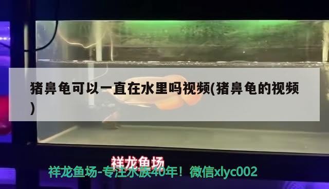 豬鼻龜可以一直在水里嗎視頻(豬鼻龜的視頻)