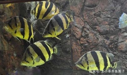 印尼虎魚的飼養注意事項和方法是什么：印尼虎魚的飼養注意事項和方法是什么什么