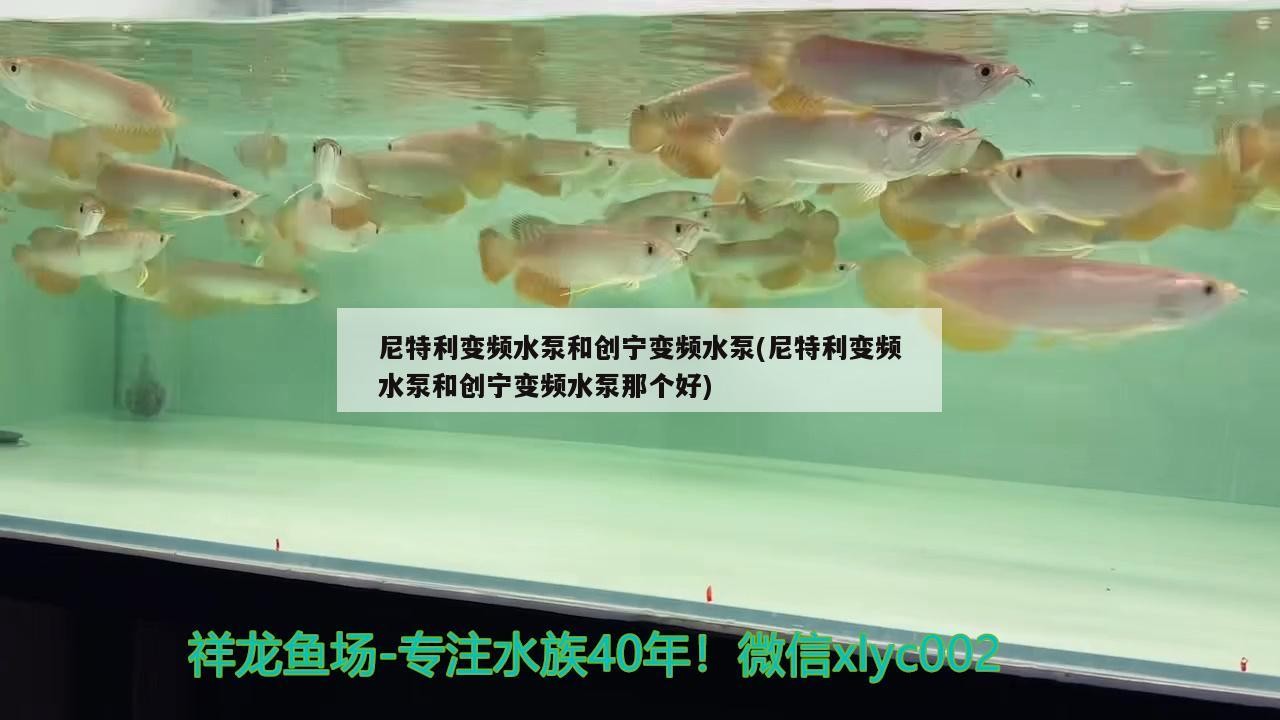 尼特利變頻水泵和創寧變頻水泵(尼特利變頻水泵和創寧變頻水泵那個好)