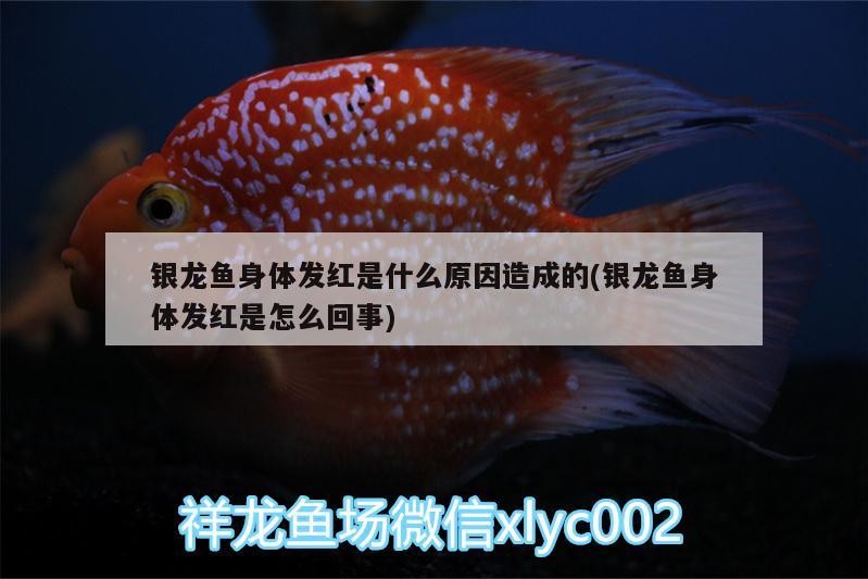 銀龍魚身體發紅是什么原因造成的(銀龍魚身體發紅是怎么回事)