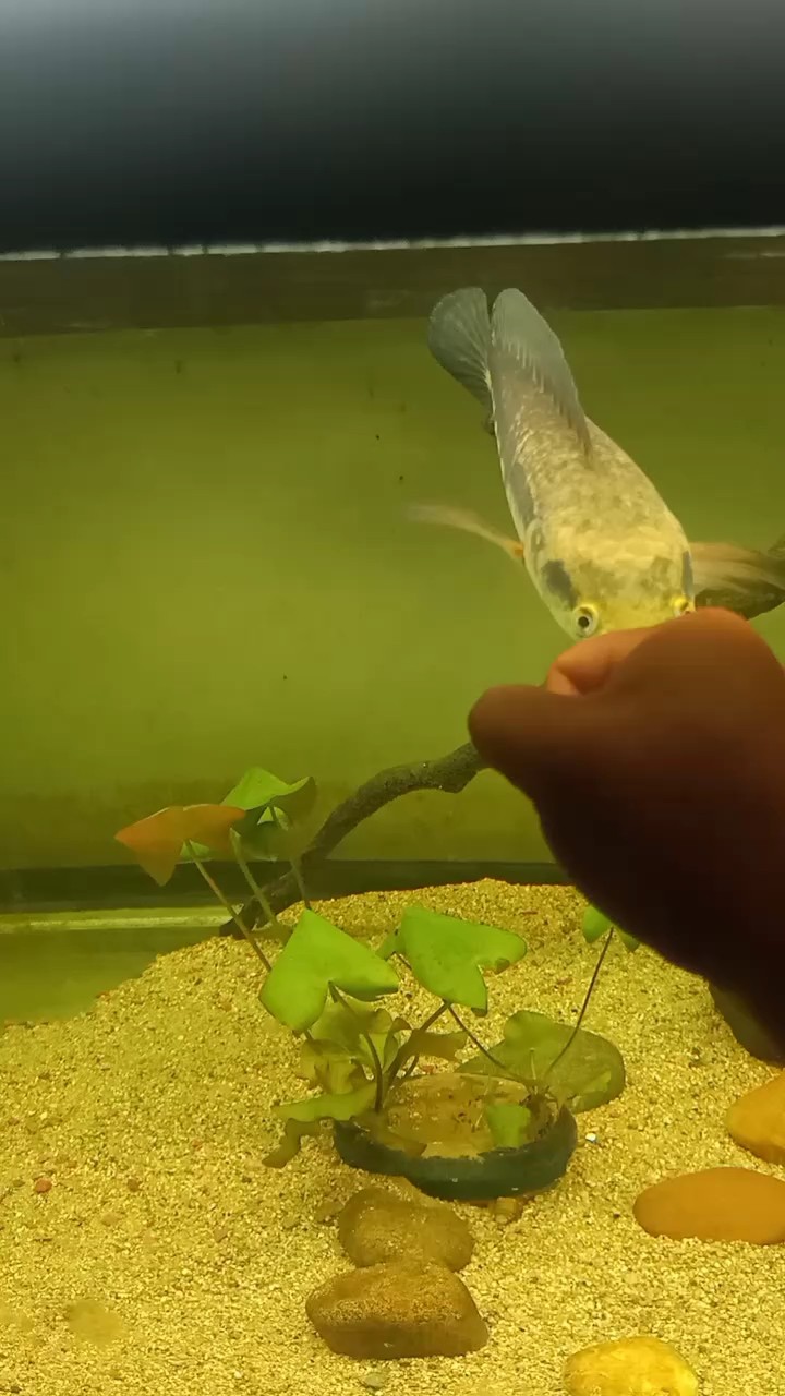 狀態慢慢起來了，開始咬缸了