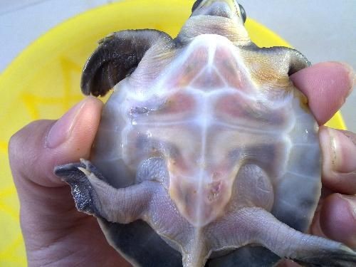 豬鼻龜身上發白怎么辦視頻：豬鼻龜鼻子白了是怎么回事 豬鼻龜身上發白怎么辦視頻：豬鼻龜鼻子白了是怎么回事 豬鼻龜百科 第4張