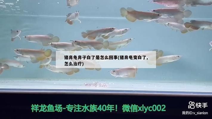 豬鼻龜身上發白怎么辦視頻：豬鼻龜鼻子白了是怎么回事 豬鼻龜身上發白怎么辦視頻：豬鼻龜鼻子白了是怎么回事 豬鼻龜百科 第6張