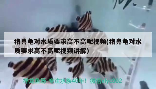 豬鼻龜對(duì)水質(zhì)要求高不高呢視頻(豬鼻龜對(duì)水質(zhì)要求高不高呢視頻講解)