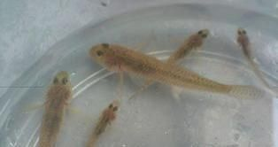 虎魚身體發白怎么辦：虎魚身體發白怎么辦虎魚身體發白怎么辦