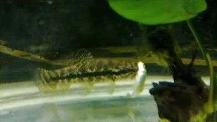 虎魚身體發白怎么辦：虎魚身體發白怎么辦虎魚身體發白怎么辦