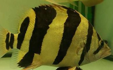 虎魚一直蹭缸怎么治療：虎魚出現蹭缸的行為時，可能是由于多種原因引起的，針對不同原因