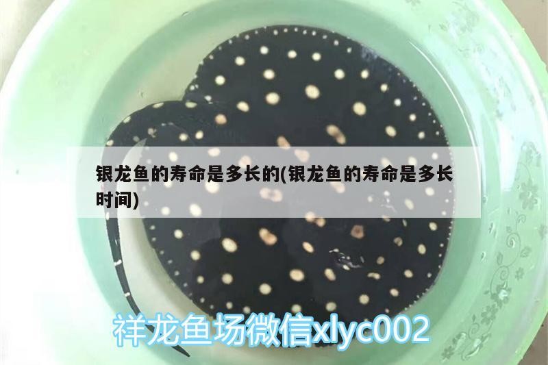 銀龍魚的壽命是多長的(銀龍魚的壽命是多長時(shí)間)