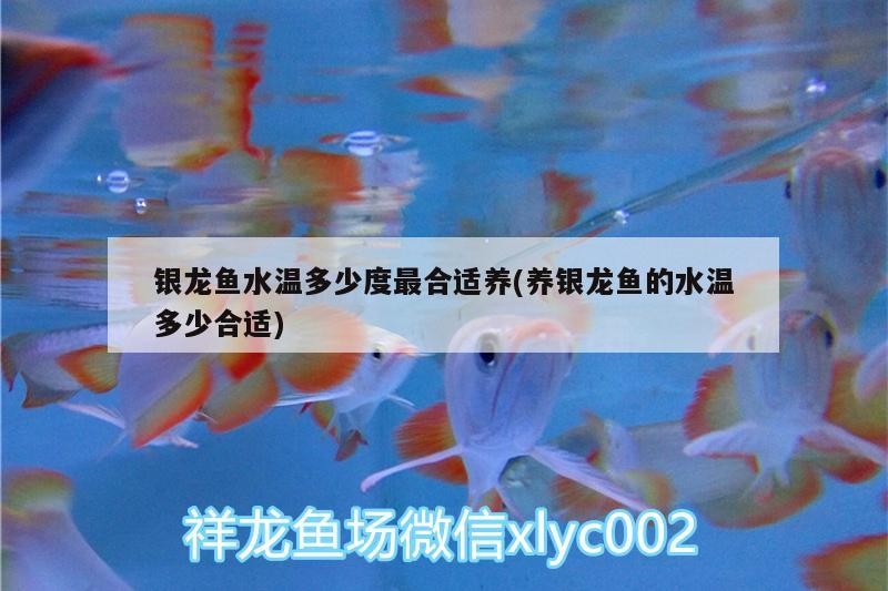 禹會龍魚的價格是多少？，禹會龍魚的價格是多少