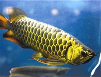 如何挑選過背金龍魚飼料品牌呢圖片：如何挑選過背金龍魚飼料品牌