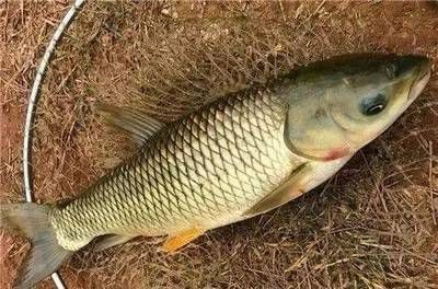 jhwsz魚缸官網(wǎng)：jhwsz魚缸官網(wǎng)jhwsz魚缸官網(wǎng)appjhwsz魚缸質(zhì)量好不好