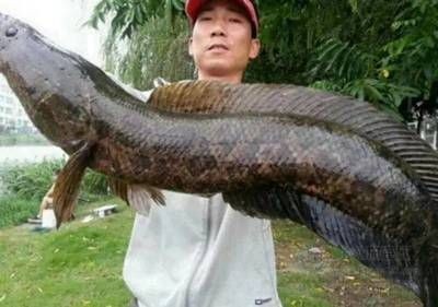 jhwsz魚缸官網(wǎng)：jhwsz魚缸官網(wǎng)jhwsz魚缸官網(wǎng)appjhwsz魚缸質(zhì)量好不好
