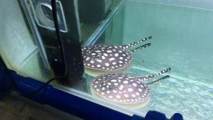 皇冠黑白魟魚背上點發黃：皇冠黑白魟魚背上點發黃可能是由于多種因素引起的 皇冠黑白魟魚背上點發黃：皇冠黑白魟魚背上點發黃可能是由于多種因素引起的 魟魚百科 第2張
